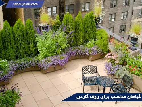 گیاهان مناسب برای روف گاردن